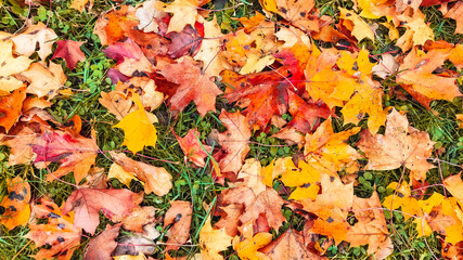 Autumn season, trees with fall Color Of Red, Gold, Yellow, and Burgundy in sweden 2023