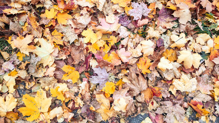 Autumn season, trees with fall Color Of Red, Gold, Yellow, and Burgundy in sweden 2023