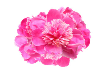 白背景のシャクヤクの花首