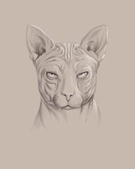 Hand drawn illustration of a cat