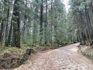 vista de un camino en medio del bosque con arboles, pasto y arbustos