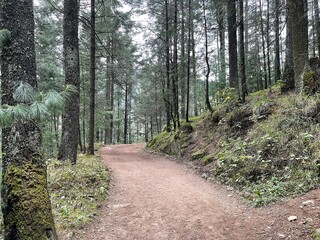 vista de un camino en medio del bosque con arboles, pasto y arbustos
