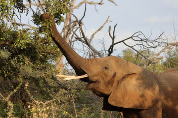Afrikanischer Elefant / African elephant / Loxodonta africana