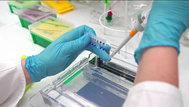 Loading the PCR reaction on the agarose gel for the electrophorese. High quality 4k footage