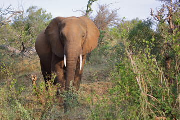Obraz premium Afrikanischer Elefant / African elephant / Loxodonta africana