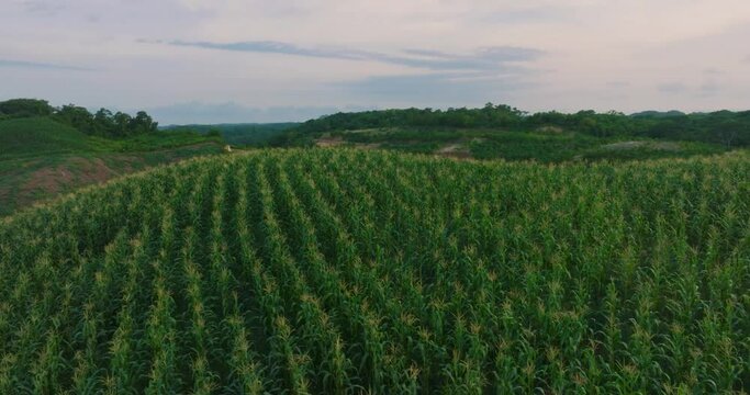 Campos de maiz