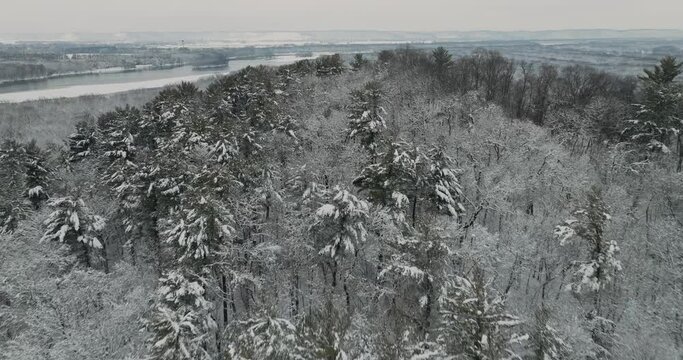 forest overlook