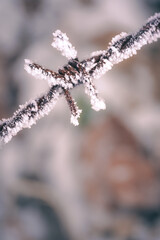 Stacheldrahtzaun mit Frost