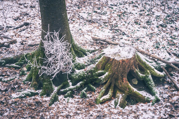 Baumwurzel im Winter