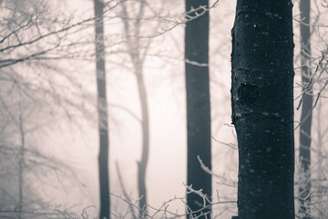 Bäume im Nebelwald