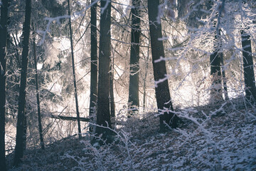 Winterwald auf der Schwäbischen Alb