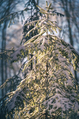 Tannenbaum im Winterwald