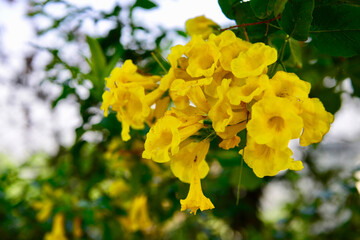 yellow flowers in the garden