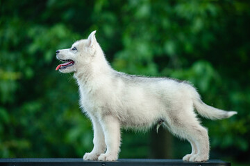 Young Siberian Husky puppy on table with blurred green background