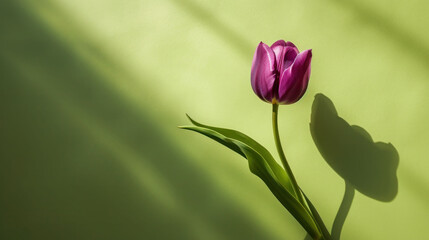  a single purple tulip is casting a shadow on a green wall with a shadow cast on the wall behind it.