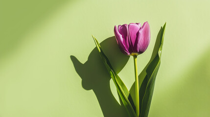  a single purple tulip sitting on top of a green wall next to a shadow of a person's hand.