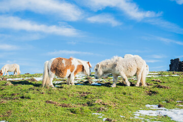 two ponies grazing in a grass field