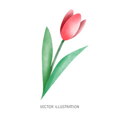 Delicate Tulip Illustration Clip Art 