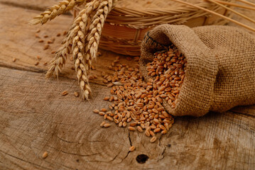 Wheat in a sack and ears. - 725070330