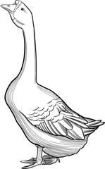 Goose vector hand drawn engraving ink style illustration