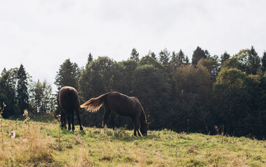 Fototapeta premium Beautiful brown horses grazing in a meadow in summer, summer field