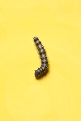 Macro photography close-up of a beautiful caterpillar on a yellow background.