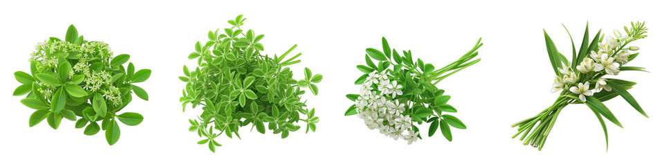 A Bunch Of Fresh Fragrant Sweet woodruff Hyperrealistic Highly Detailed Isolated On Transparent Background Png File White Background Photo Realistic Image - obrazy, fototapety, plakaty
