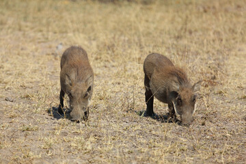 Warzenschwein / Warthog / Phacochoerus africanus