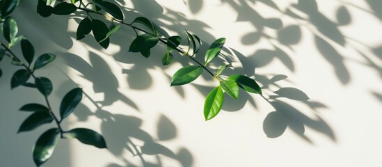 Leaves' shadow on a white wall backdrop.