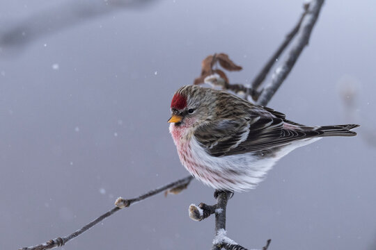 Common redpoll on a branch (Acanthis flammea)