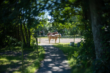 Two horses in a paddock in a forest clearing.
