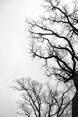 Leafless oak branches. Gothic background. Silhouettes of dark branches of tree with dramatic sky. Branches of a tree in black and white. Natural oak tree silhouette on a white background