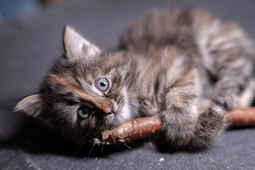 Cute fluffy kitten playing with a stick.
