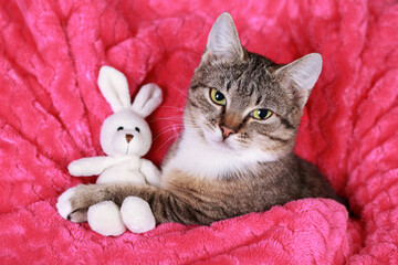 Little gray Kitten hugs a toy Rabbit. Pets. Little Cat close up. Childhood. Baby kitten sweet dreams. Tabby. Pet care. Kitten resting in the arms of a woman in a pink sweater