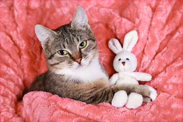 Little gray Kitten hugs a toy Rabbit. Pets. Little Cat close up. Childhood. Baby kitten sweet dreams. Tabby. Pet care. Kitten resting in the arms of a woman in a pink sweater