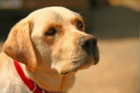 Close-up portrait of a Beautiful Yellow Labrador Retriever with a red collar against a bokeh background.
