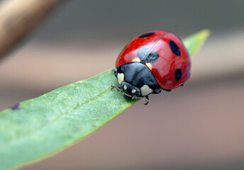 Resting ladybug closeup on a milkweed leaf
