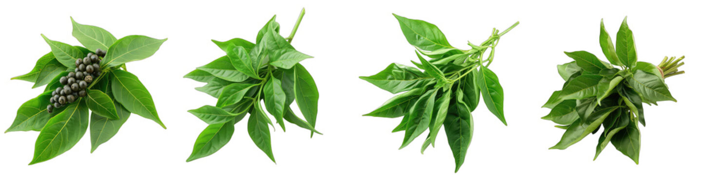 A Bunch Of Fresh Fragrant Pepper mountain Cornish pepper leaf Hyperrealistic Highly Detailed Isolated On Transparent Background Png File White Background Photo Realistic Image