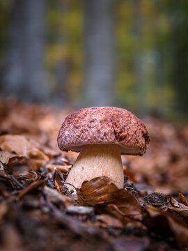 Pine Bolete (Boletus pinophilus) among fallen leaves in a forest