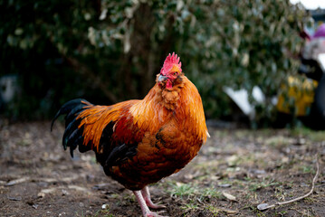 a nice, and big colorful rooster in a farm