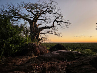 Afrikanischer Busch - Krügerpark - Sonnenuntergang / African Bush - Kruger Park - Sundown /