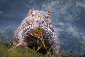 Nutria. Grey female nutria goes right towards the camera lens. Close-up portrait of big adult female grey nutria with dark blue background.	