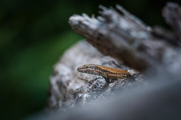 Common Wall Lizard (Podarcis muralis) on a tree trunk