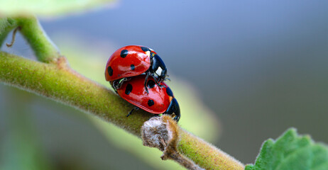 Mating Ladybugs On A Branch