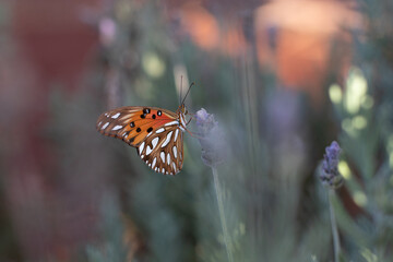 butterfly on a flower