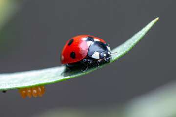 ladybug on a milkweed leaf with ladybug eggs