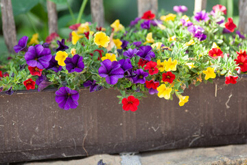 Blumenkasten mit mehr farbigen Zauberglöckchen und Petunien