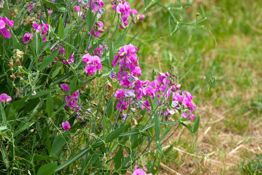 Platterbse, Platterbsen Pflanze (Lathyrus) mit pinker Bl&uuml;te. Rankpflanze am Zaun	