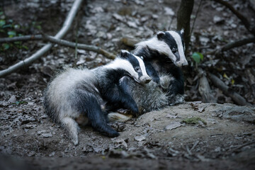 European Badgers (Meles meles) in natural habitat