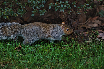 Eastern gray squirrel foraging on a lush green lawn with foliage in the background.